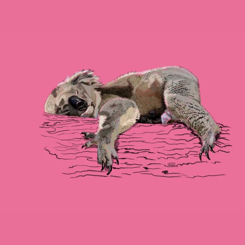 koala bear