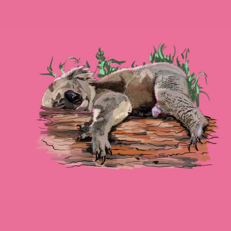 koala bear