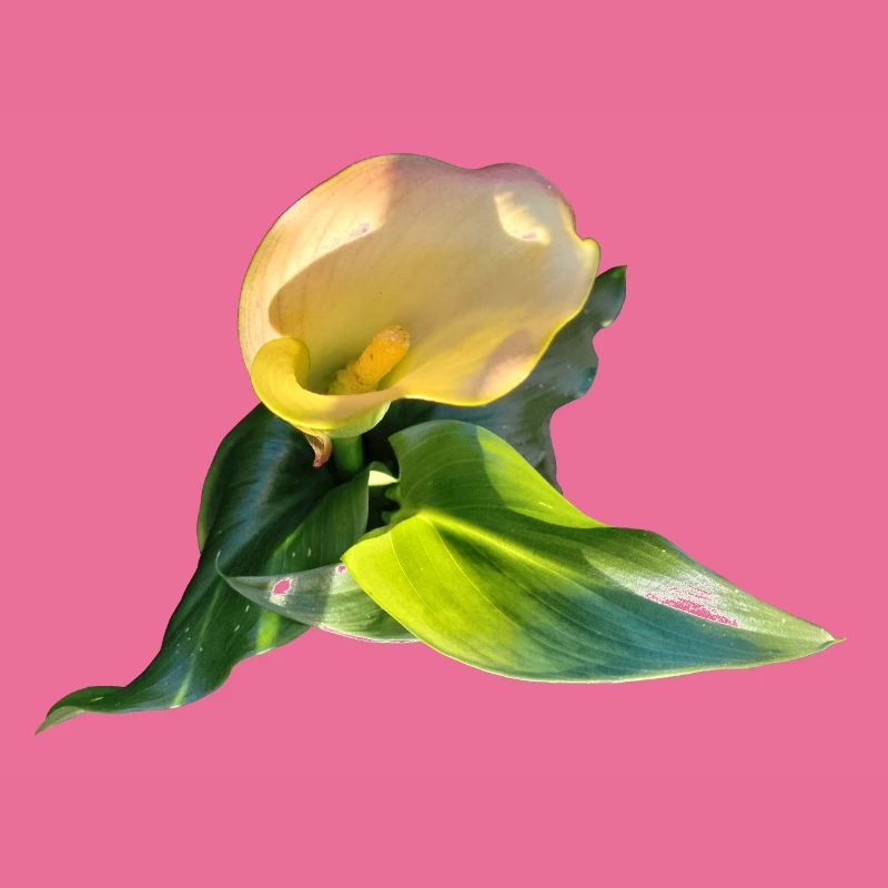 LYS CALLA JAUNE