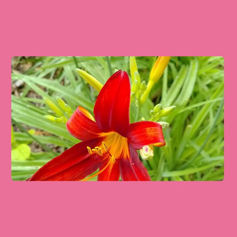 LYS DE FEU