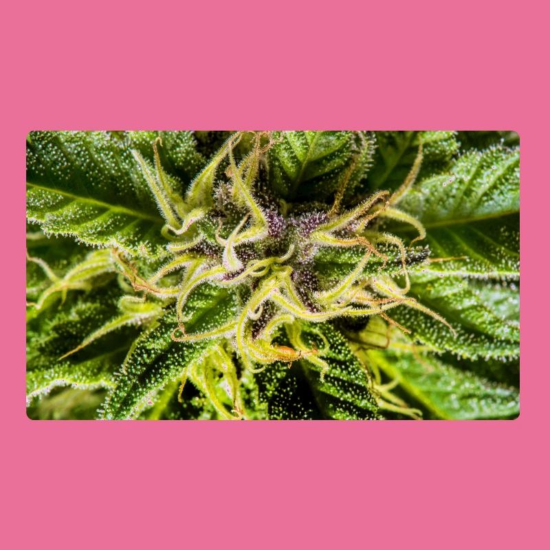 Les fleurs de cannabis, la marijuana, c’est tellement vert