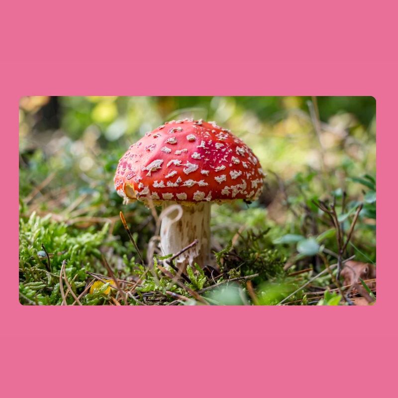 Toadstool