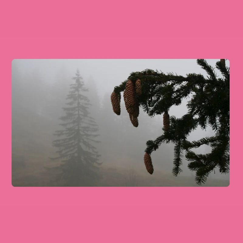 Cloud Forest Cone Magic / Feldberg