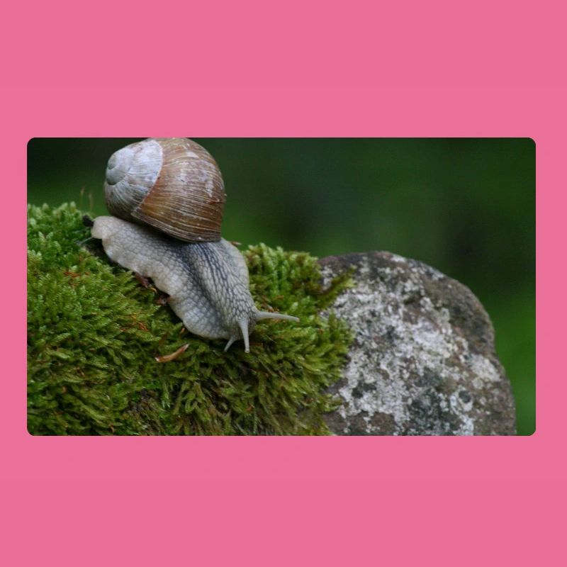 Escargot sur mousse