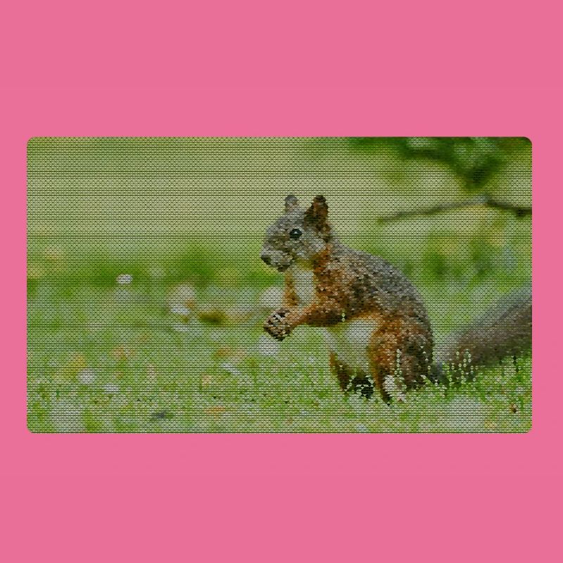 Eichhörnchen Wald Muster