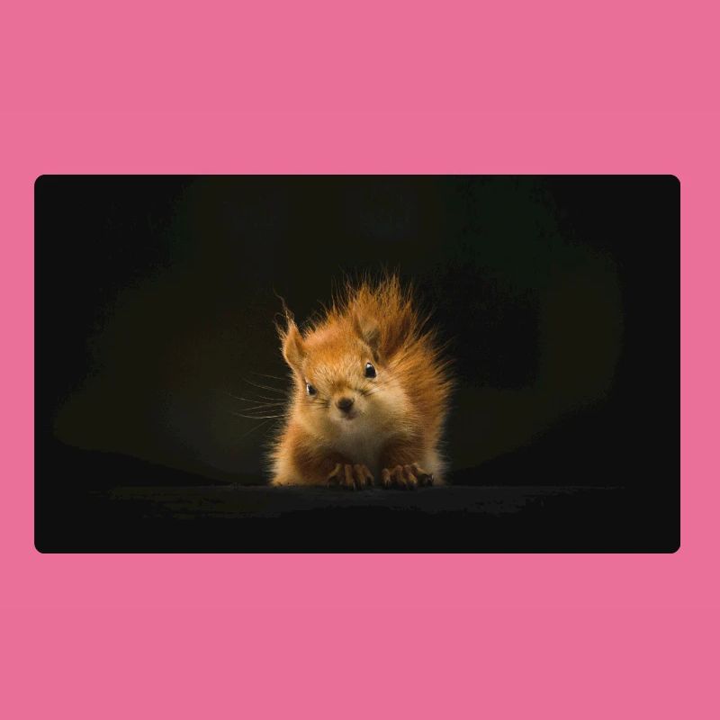 Flauschiges Eichhörnchen Lichtblick