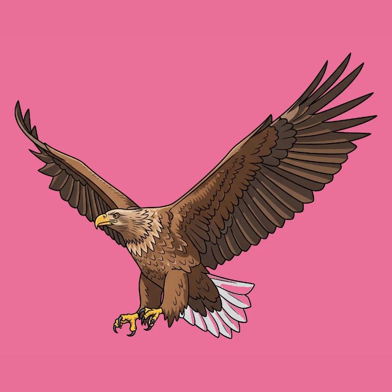 Pygargue à queue blanche Haliaeetus albicilla Eagle