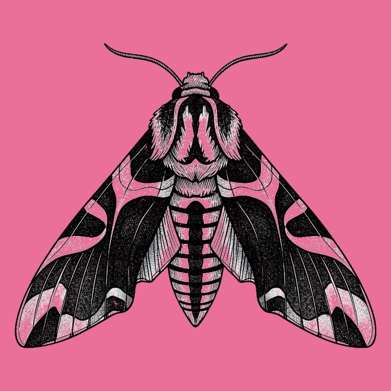 Moth Shadow Pattern Moth Black Moth
