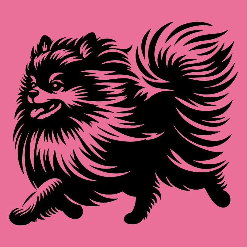 Dwarf spitz