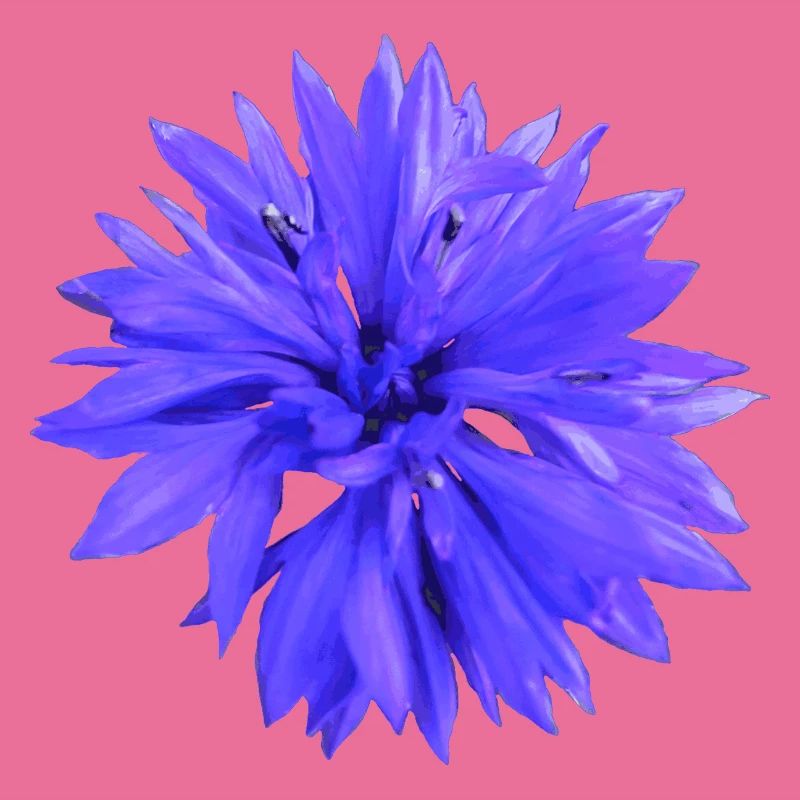 Cornflower