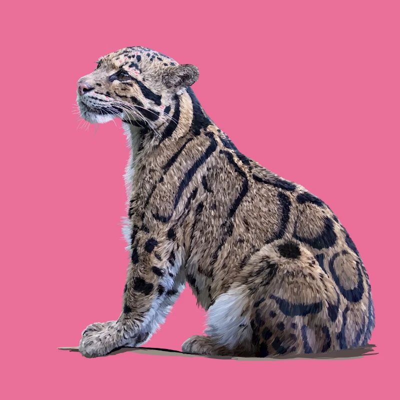 Clouded leopard