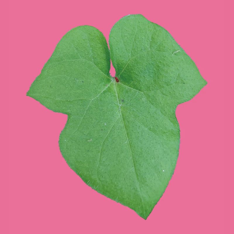 Green_Leaf_-_Tiny_Red_Spider
