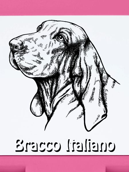 Bracco Italiano Portrait with text