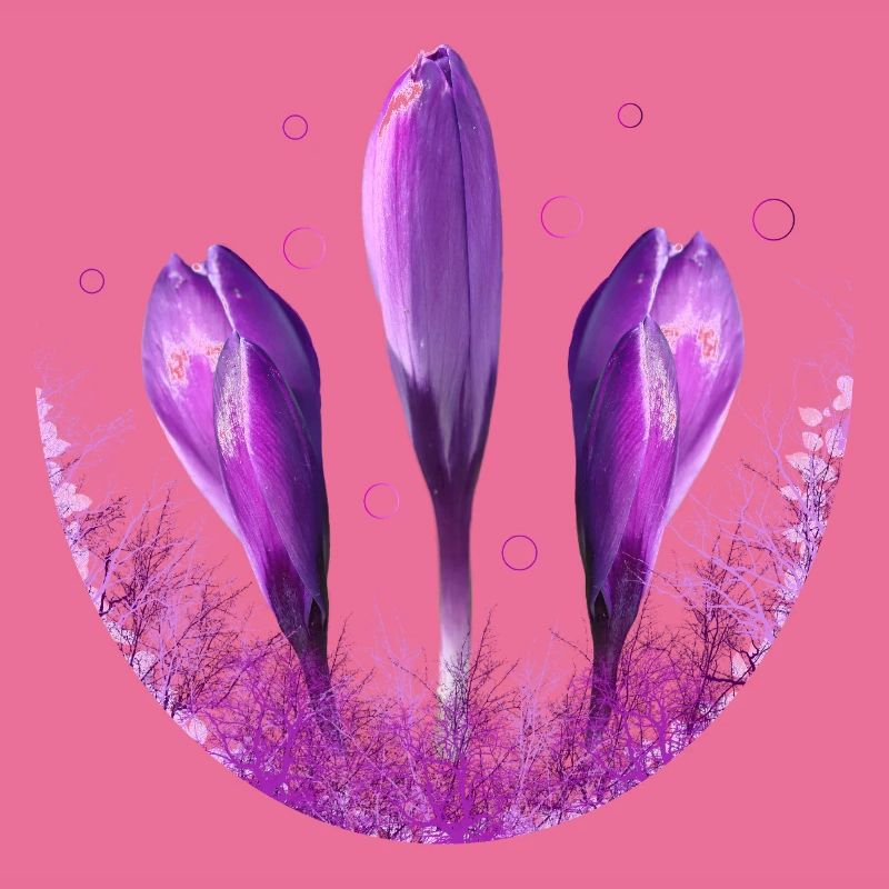 Crocus Crocus Fleurs Violettes