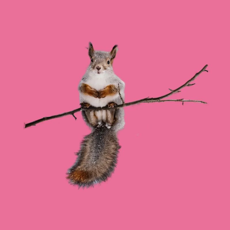 squirrel - Eichhörnchen