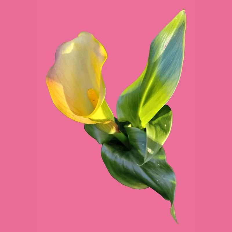 LYS CALLA JAUNE