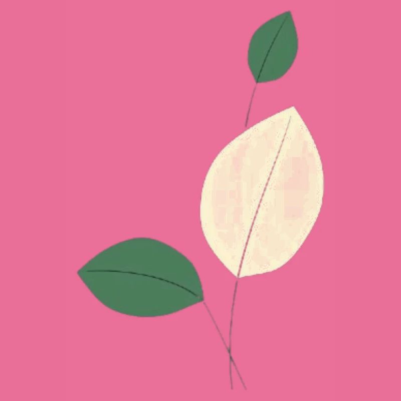 Minimalist leaf study nature