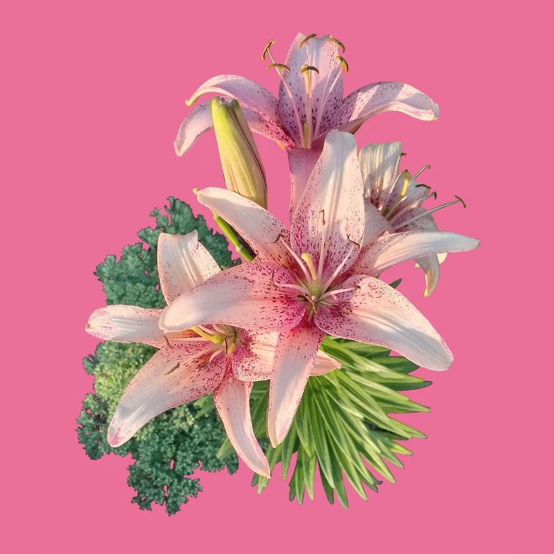 Lys rose