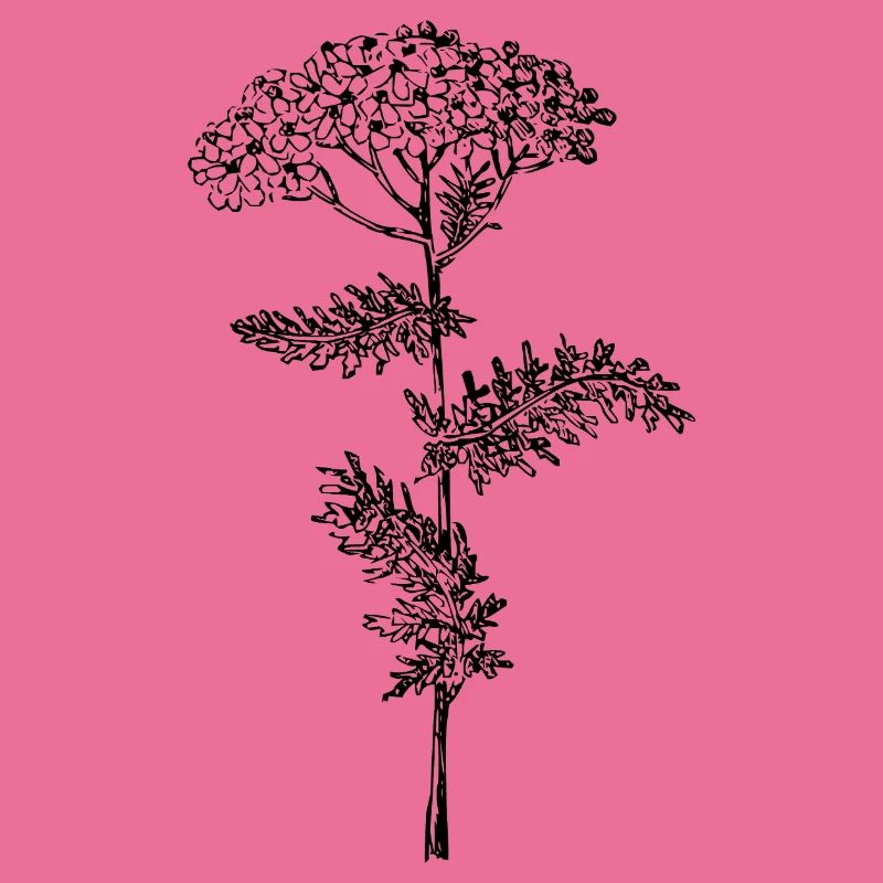 Fleur d’achillée millefeuille