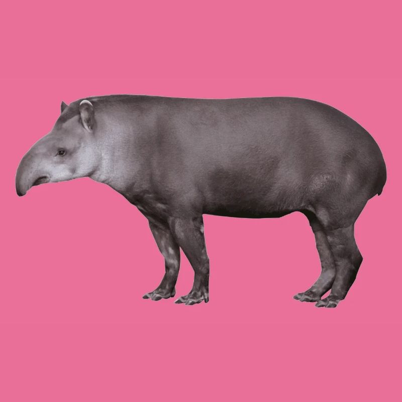Der Tapir, Schwein oder Elefant?