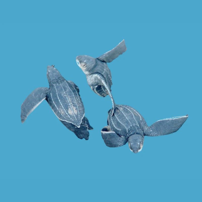 leatherback turtle 2