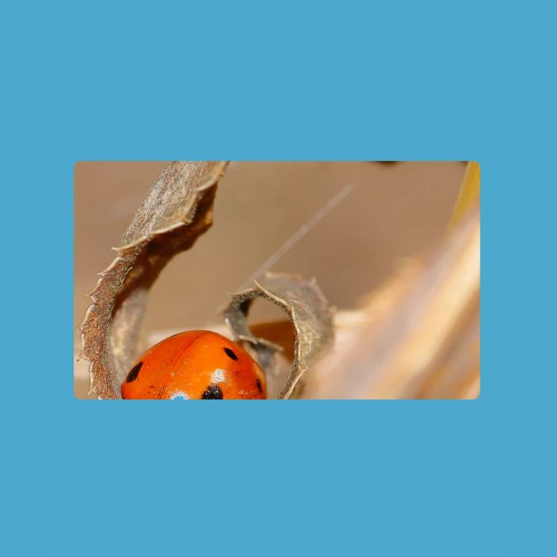 Ladybug on dried leaf