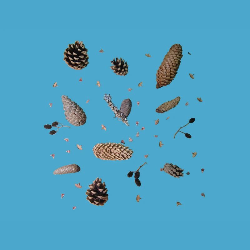 Cones, botany