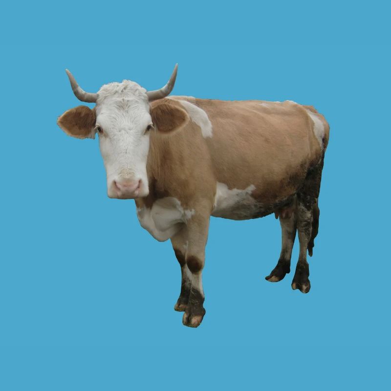 Vache