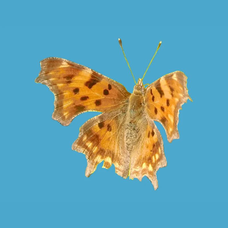 Papillon C-Moth