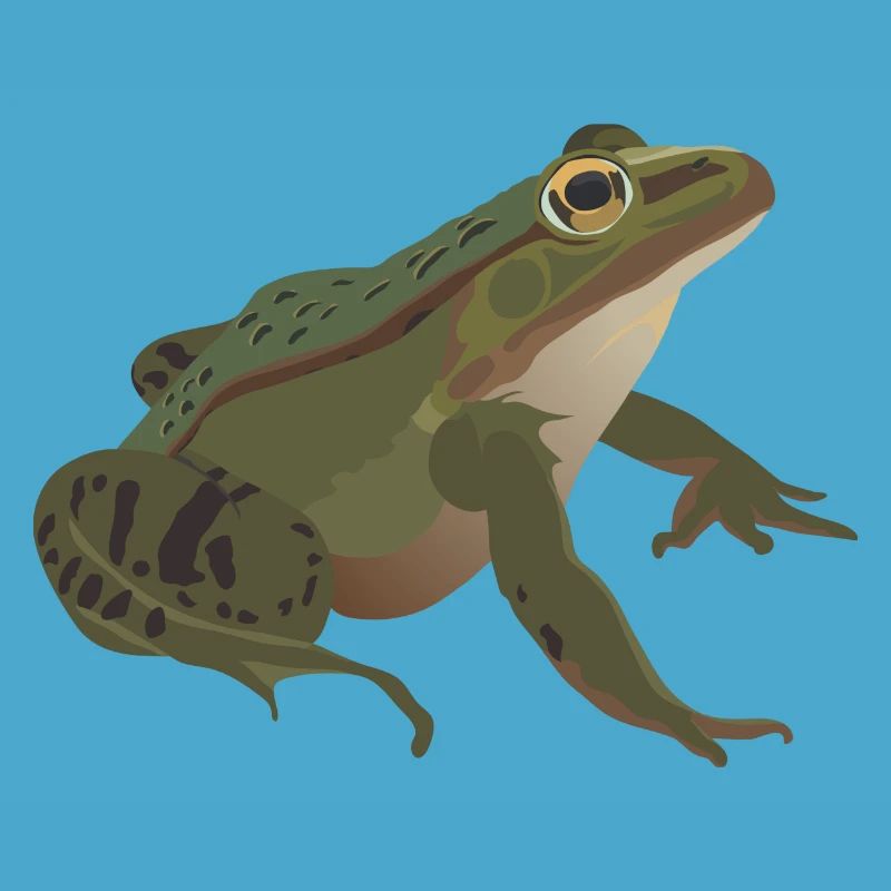 Frog mister frog toad common toad tree frog idea