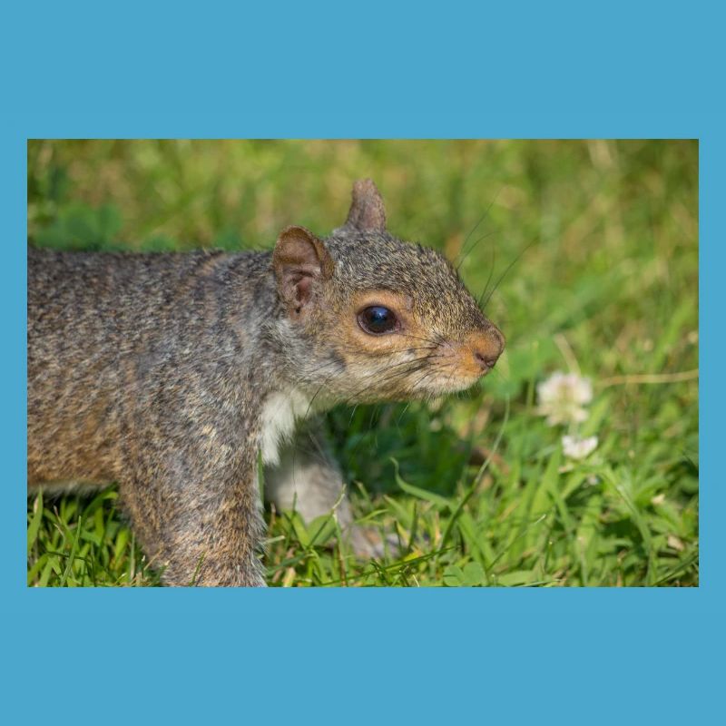 Grey squirrel Grauhörnchen Sciurus carolinensis