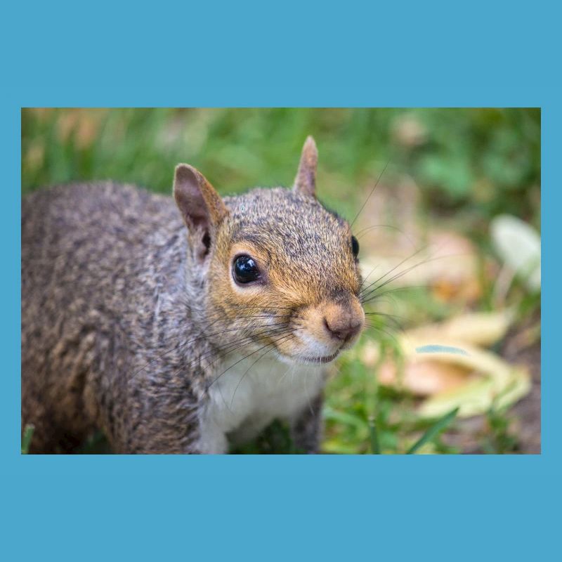Grey squirrel (in german Grauhörnchen) Sciurus