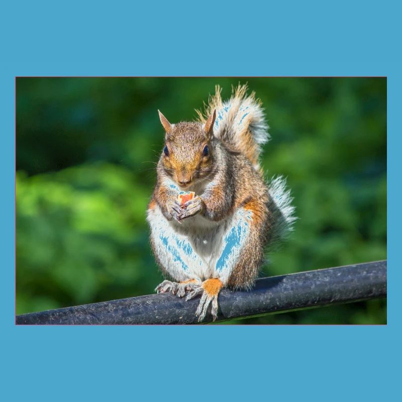 Essen Grauhörnchen Grauhörnchen Sciurus caroline