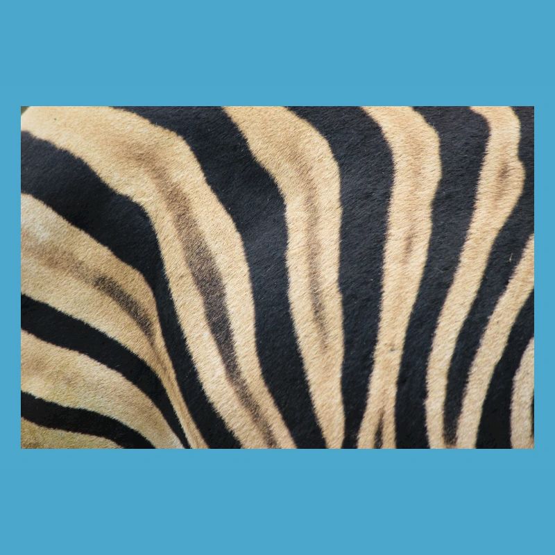 Zebra (auf Deutsch Zebra oder Zebras) Hippotigris