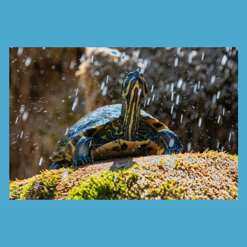 Yellow-bellied slider Trachemys scripta scripta