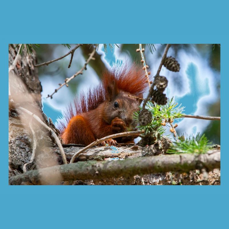 squirrel (in german Eichhörnchen) Sciurus