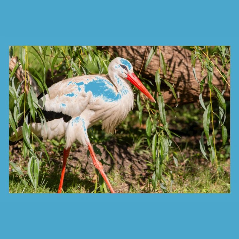 Weißstorch oder Klapperstorch