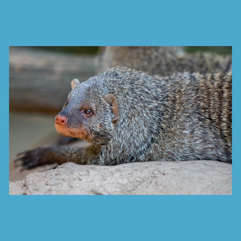 Gebänderte Manguste oder Zebramanguste Zebramanguste