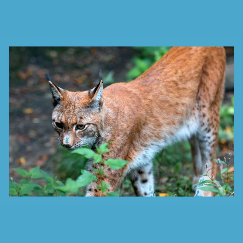 Eurasischer Luchs oder Nördlicher Luchs