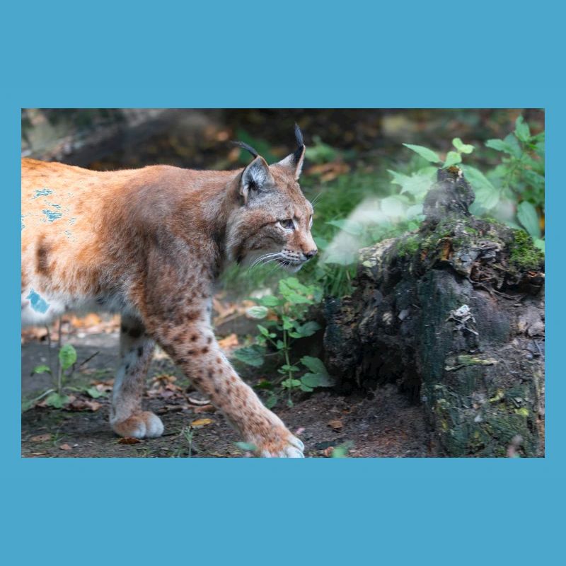 Eurasischer Luchs oder Nördlicher Luchs
