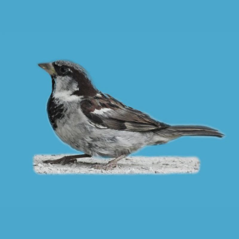 Spatz Vogel