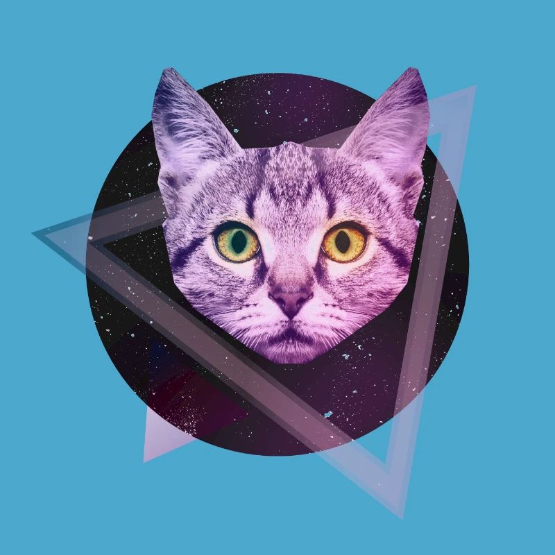 Chat de l'espace