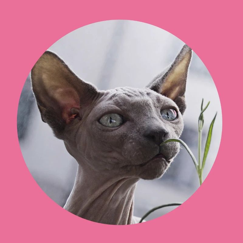 Chat nu chat sphynx