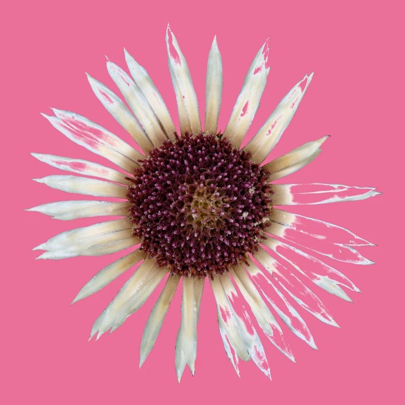 Argent Thistle