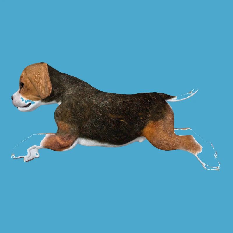 Chiot Beagle