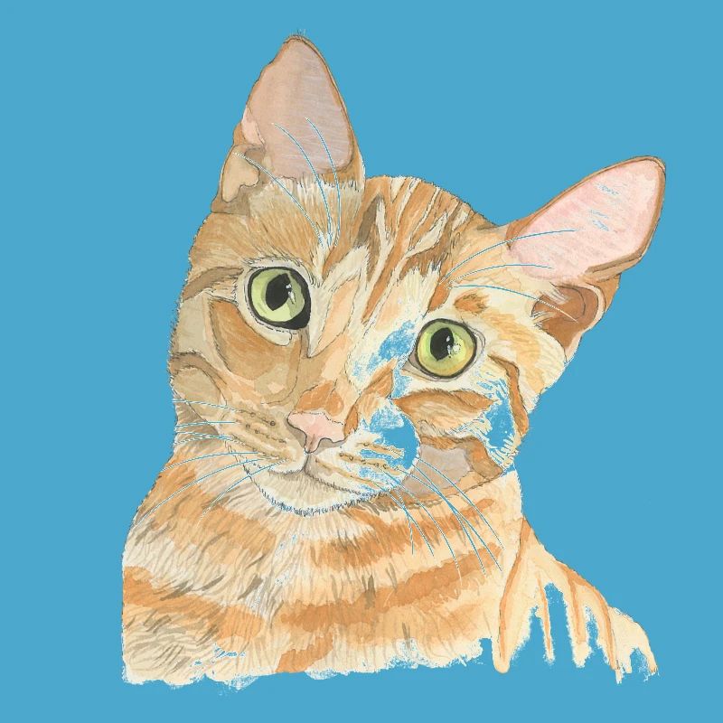 Chat rouge