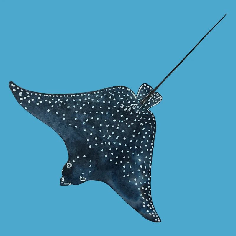 Rays Eagle Rays Stingrays Reef Diving