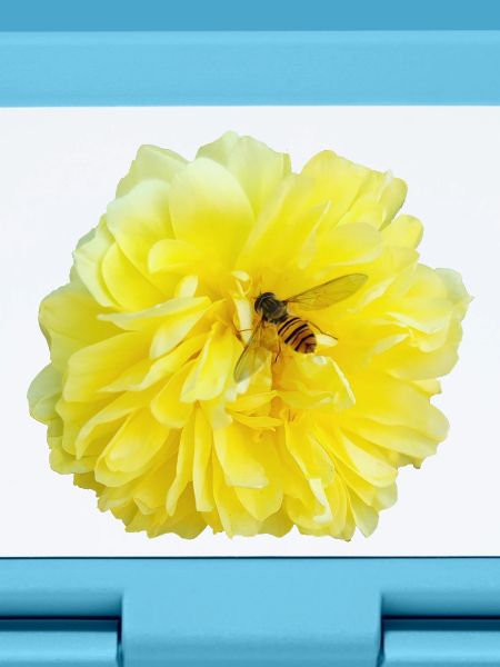Yellow_Rose_-_Bee_Nature_Photography