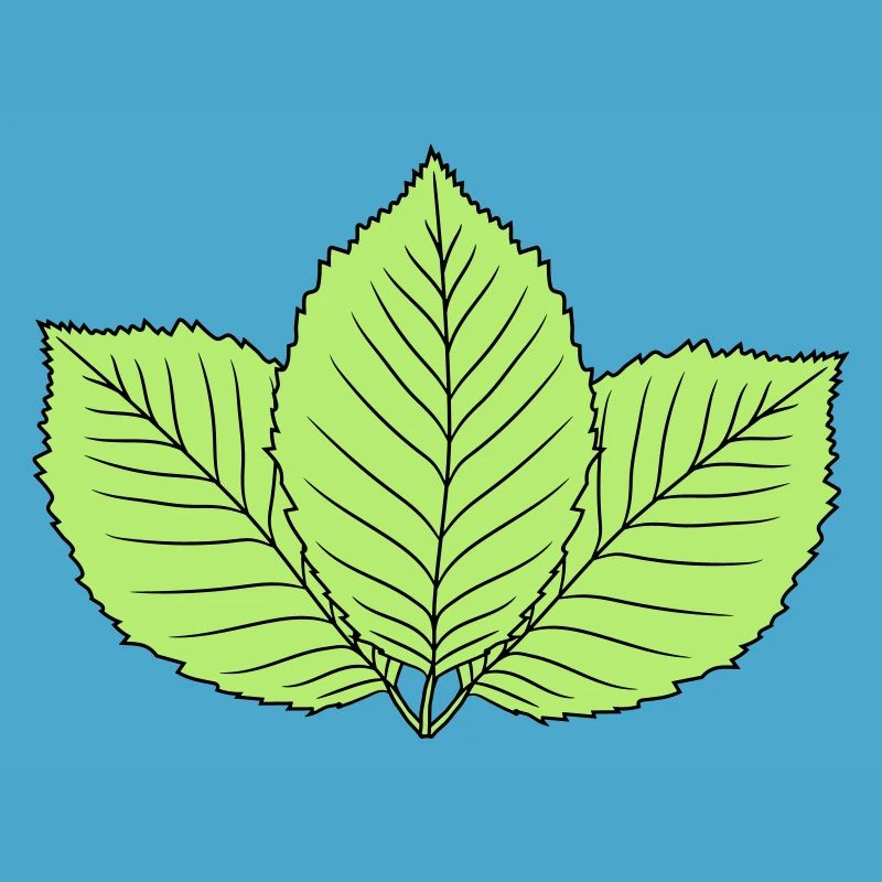 3 leaves beech leaf tree plant shape clip art d