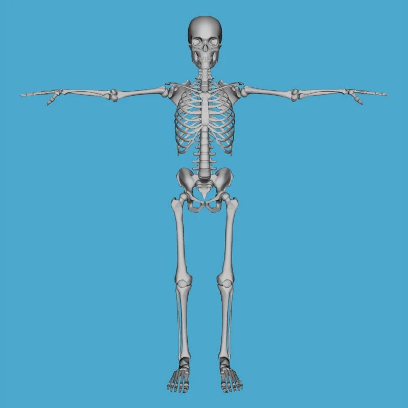 skeleton skelett bones knochen skull schaedel66